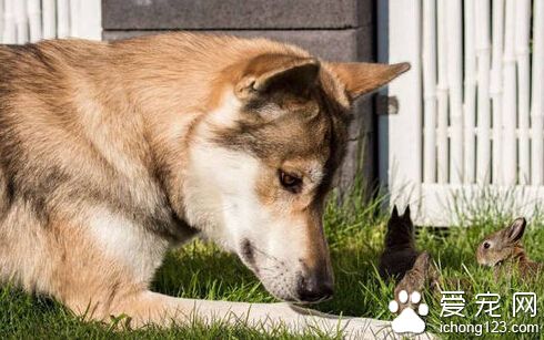 牧羊犬帮助主人照顾兔子 尽职尽责场面温馨