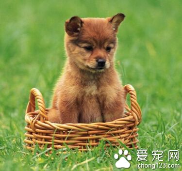  训练狗狗叫 训练它们不能随便乱叫