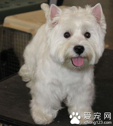 西高地犬多少钱 在2000到4000元之间