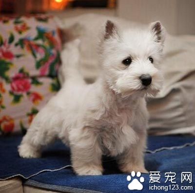  如何挑选西高地白梗 先查找一些相关资料