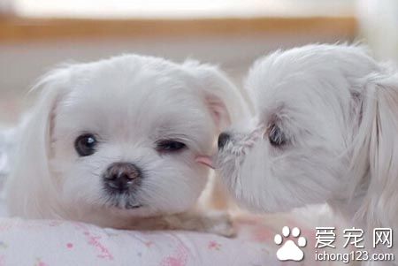 狗狗肠炎吃什么食物 先确定病因后治疗