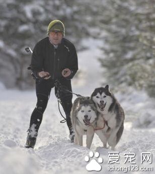 哈士奇跟主人一起参加狗拉雪橇大赛