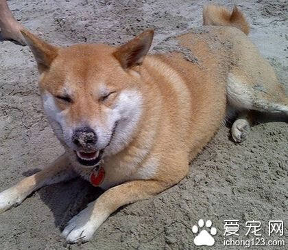 一狗场老板参观同行狗场时偷走十条柴犬均被刑拘