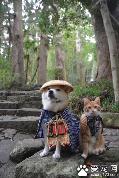 有爱的猫咪和它的好朋友柴犬环游日本之旅