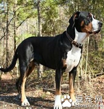  大瑞士山地犬多少钱 价格不是很高