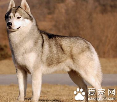 哈士奇买狗注意事项 健康是首要标准