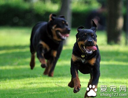 罗威纳犬的“传奇故事”之秘密档案