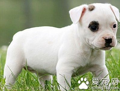 牛头梗厉害吗 牛头梗脾气比较暴躁