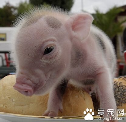 秋田犬小白虎 婴儿宝贝卖萌最可爱