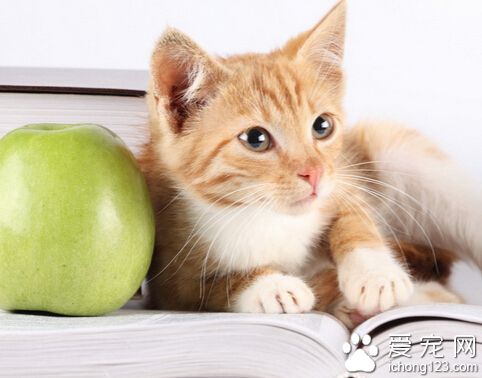 如何训练小猫用猫砂 是很爱干净的宠物