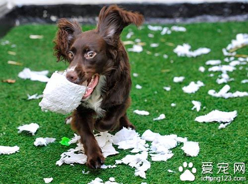 英国最爱捣蛋狗狗爱装无辜卖萌 调皮捣蛋主人不舍处罚