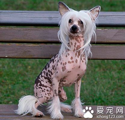 冠毛犬怎么训练 尽量少采用食物诱惑训练