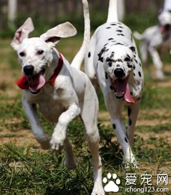 大麦町犬体味重吗 是一种爱干净的狗狗