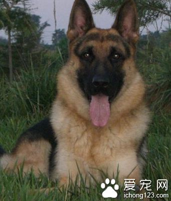 怎么养德国牧羊犬 也要照顾好它的情绪