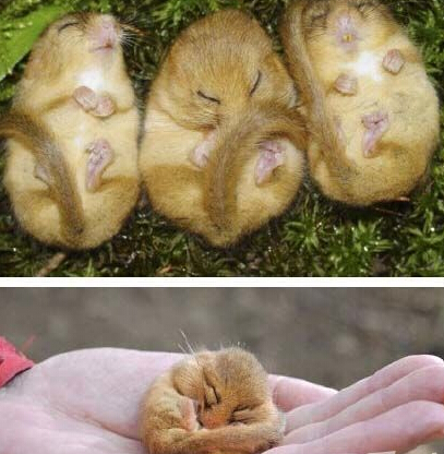 这是懒货中的极品啊