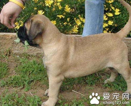 斗牛马士提夫犬训练方法 有教养训练