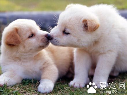 狗狗训练绳 要注意让绳子保持松弛状态