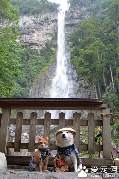 有爱的猫咪和它的好朋友柴犬环游日本之旅