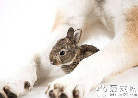 牧羊犬帮助主人照顾兔子 尽职尽责场面温馨