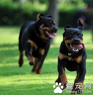 罗威纳犬感冒 感冒主要的病因有两种
