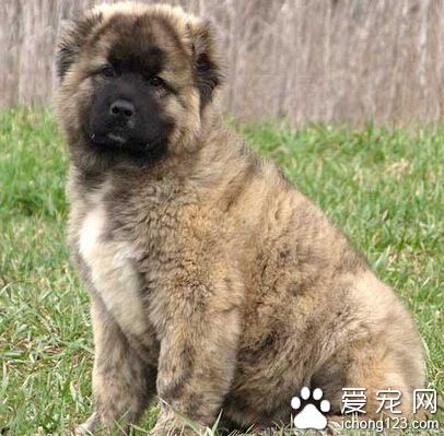 两只原产自俄罗斯的高加索幼犬已经现身江城