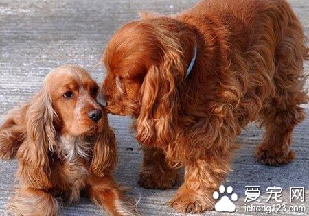 可卡犬的缺点 可卡犬不同个性脾气也不同