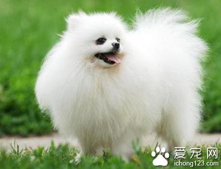 邻居家博美和自家狗撕咬后死了 女邻居直呼“我的儿子死了!”