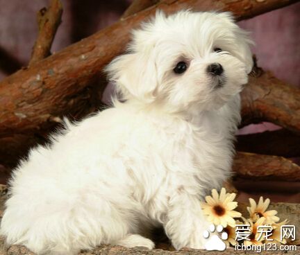 狗狗几个月可以开始训练 3个月可以开始