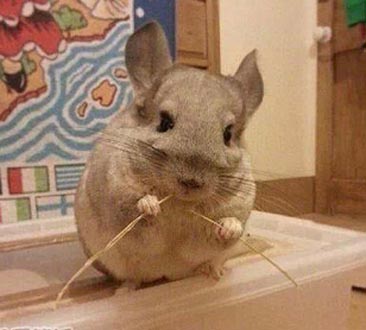 让我们荡起双桨