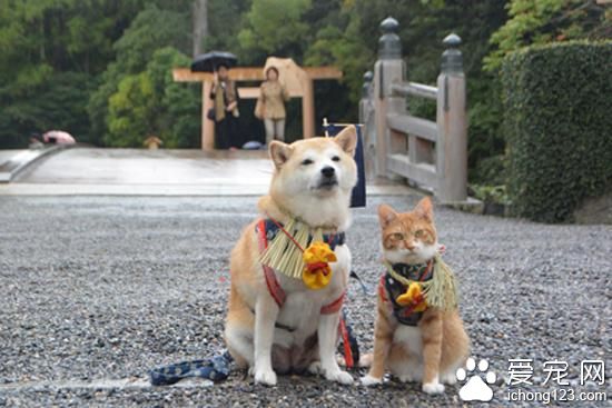 有爱的猫咪和它的好朋友柴犬环游日本之旅