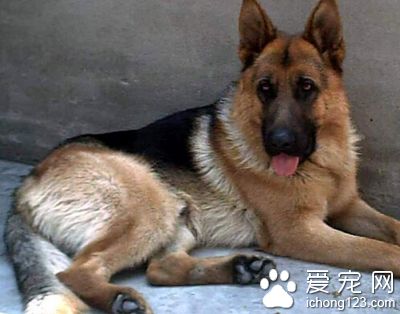 怎样养好德国牧羊犬 从小就进行认食训练