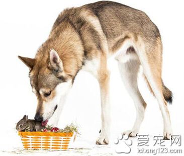 牧羊犬帮助主人照顾兔子 尽职尽责场面温馨