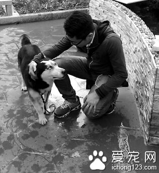 失主愿悬赏5万元寻丢失的爱犬哈士奇