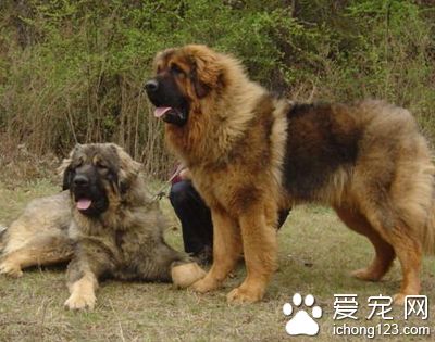 高加索犬吃的多吗 需要补充高热量食物