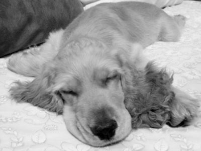 被狗贩子欺骗 活蹦乱跳的可卡犬买来第二天就病倒了