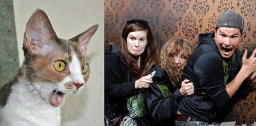 动物和人都有情绪啊