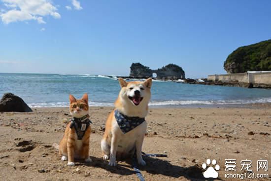 有爱的猫咪和它的好朋友柴犬环游日本之旅