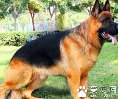 德国牧羊犬幼犬挑选 身体部分符合标准