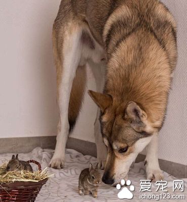 牧羊犬帮助主人照顾兔子 尽职尽责场面温馨