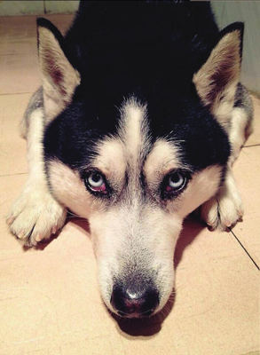 失主愿悬赏5万元寻丢失的爱犬哈士奇