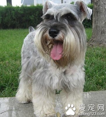 雪纳瑞皮肤病 常见皮肤病的病因