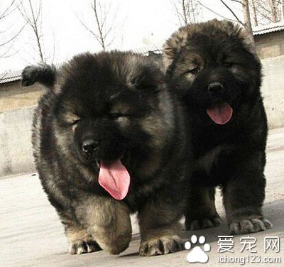 如何辨别高加索犬 挑选该注意的要点