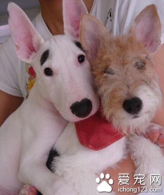 怎样训练牛头梗 训练内容从简单到难