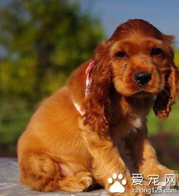 可卡是什么狗 常见的就有两个种类