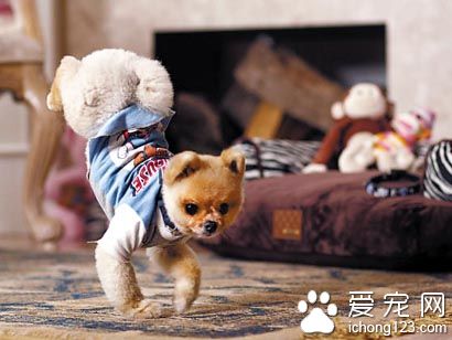 四岁博美犬双腿跑创纪录 会玩滑板 会秀舞技的小明星