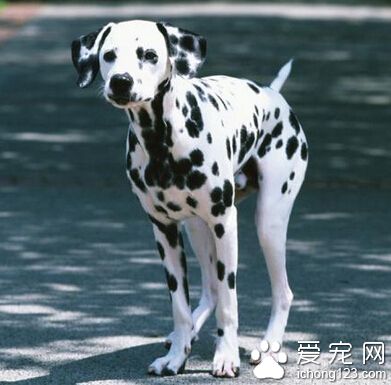 大麦町犬价格 该犬具有良好的体质