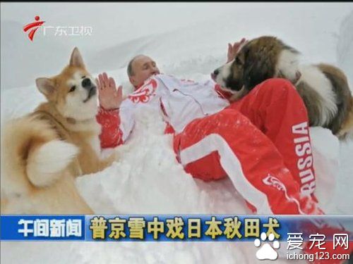 忠实的八公 秋田犬深受日本大众的喜爱