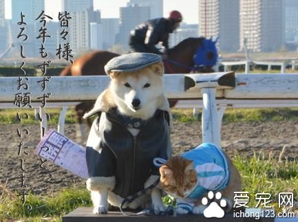 有爱的猫咪和它的好朋友柴犬环游日本之旅