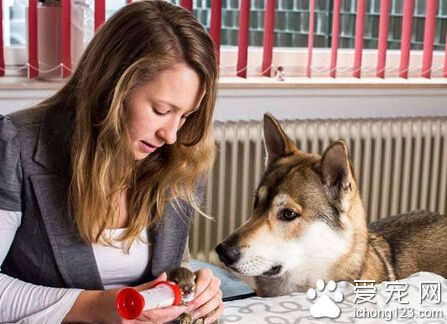 牧羊犬帮助主人照顾兔子 尽职尽责场面温馨