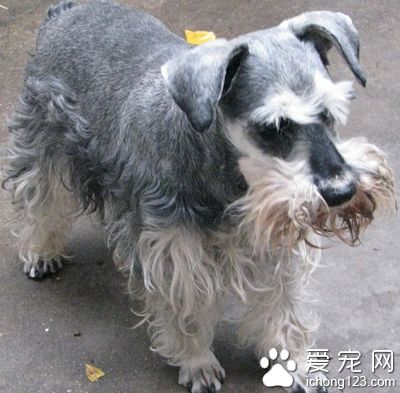 雪纳瑞耳螨 注意保持耳朵的清洁